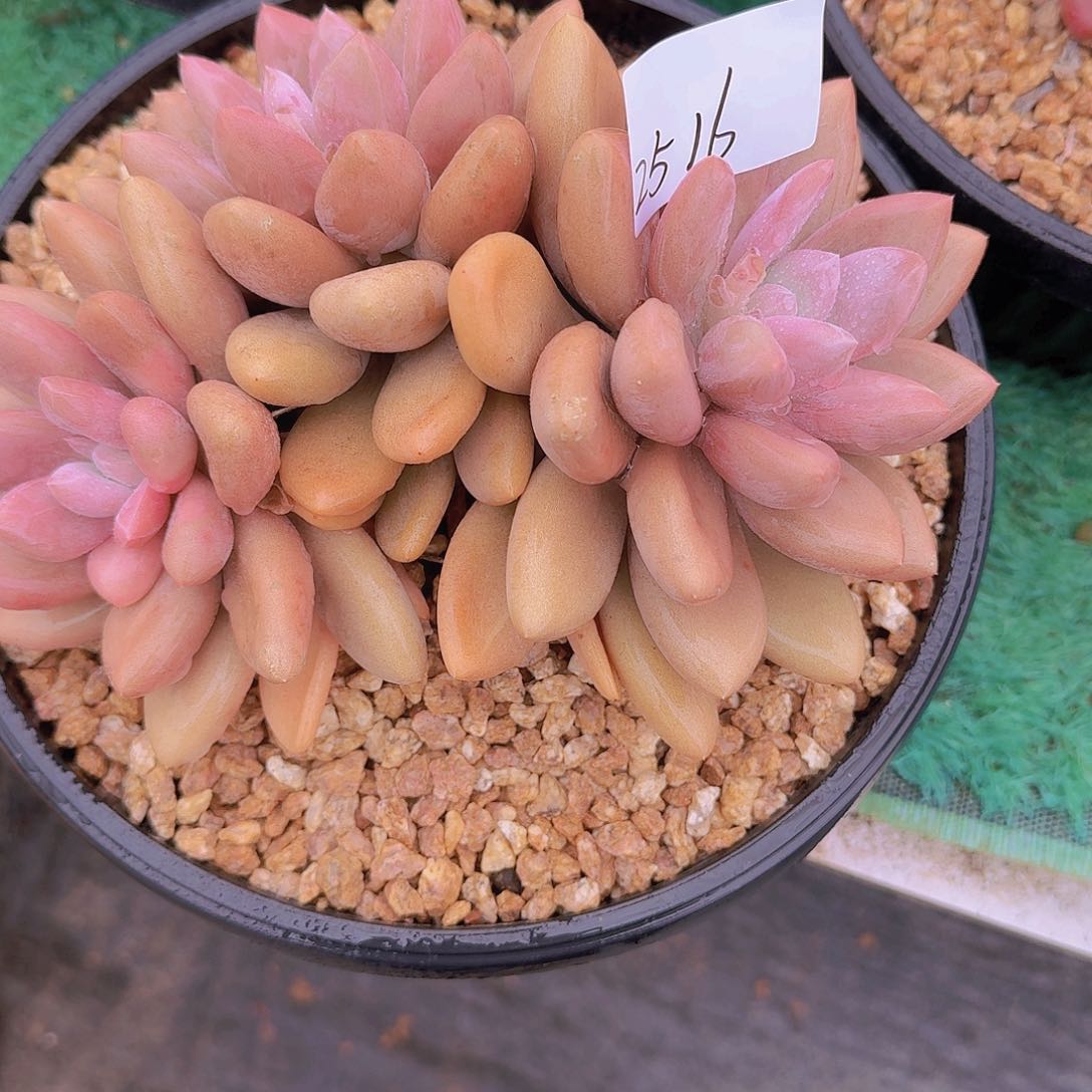 菲2516原始虞美人多肉