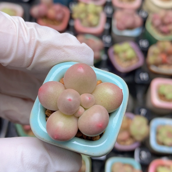 汉堡奶酪 沙沙感 可爱