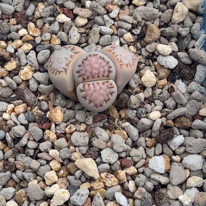 8239大糖霜饼干1颗