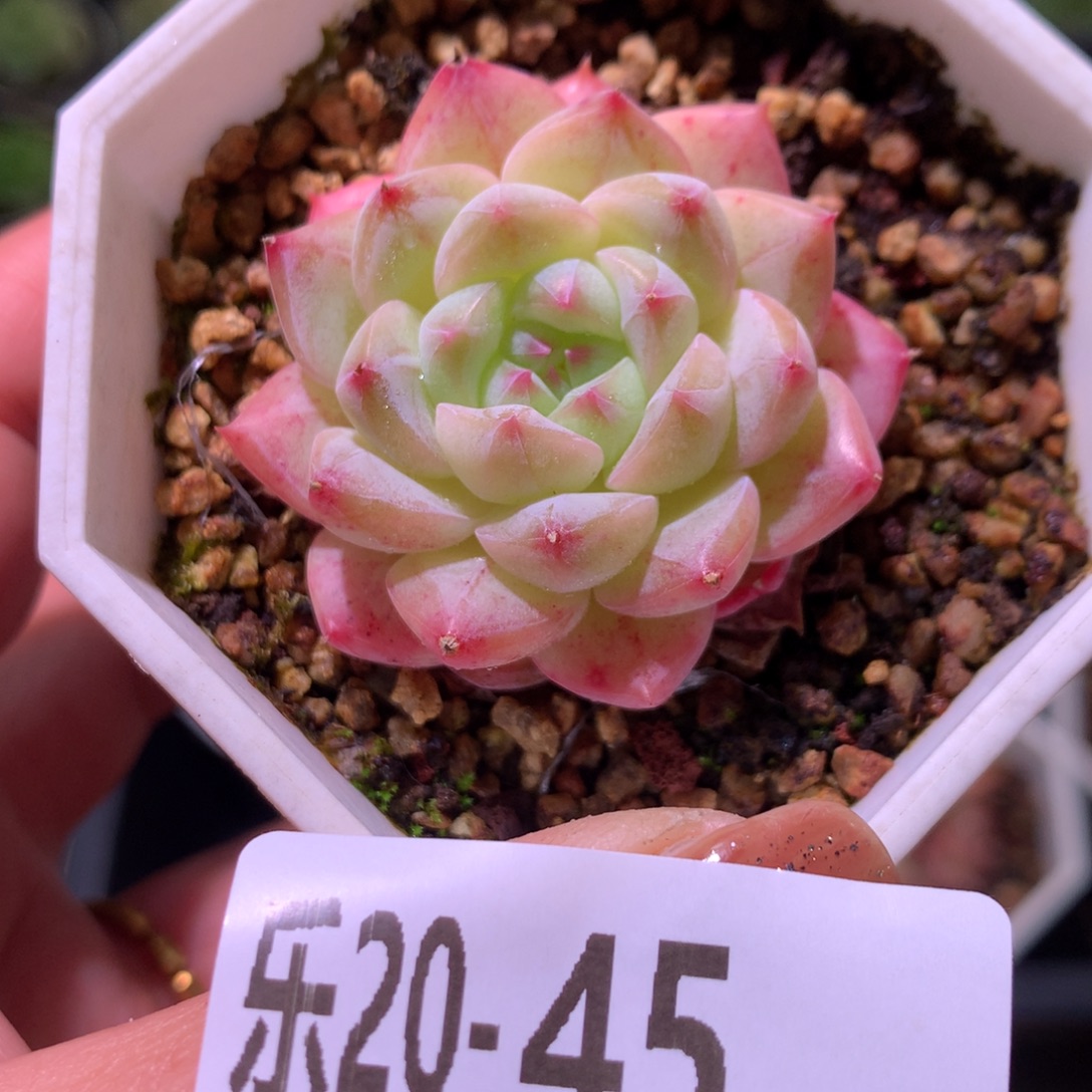 乐然20-45 白桃汽水 