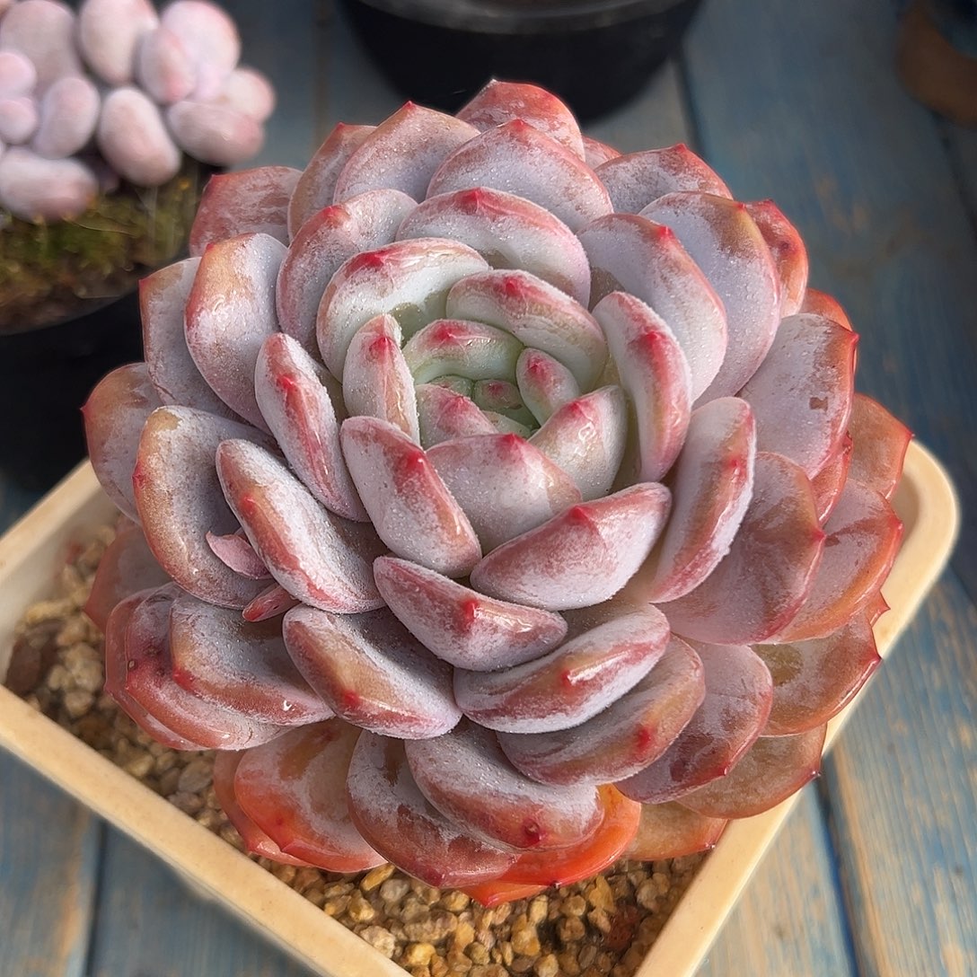 星影多肉植物一物一拍