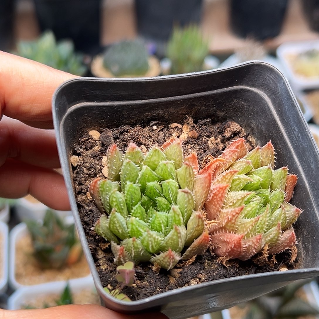 双头赤焰一颗一颗一颗一颗