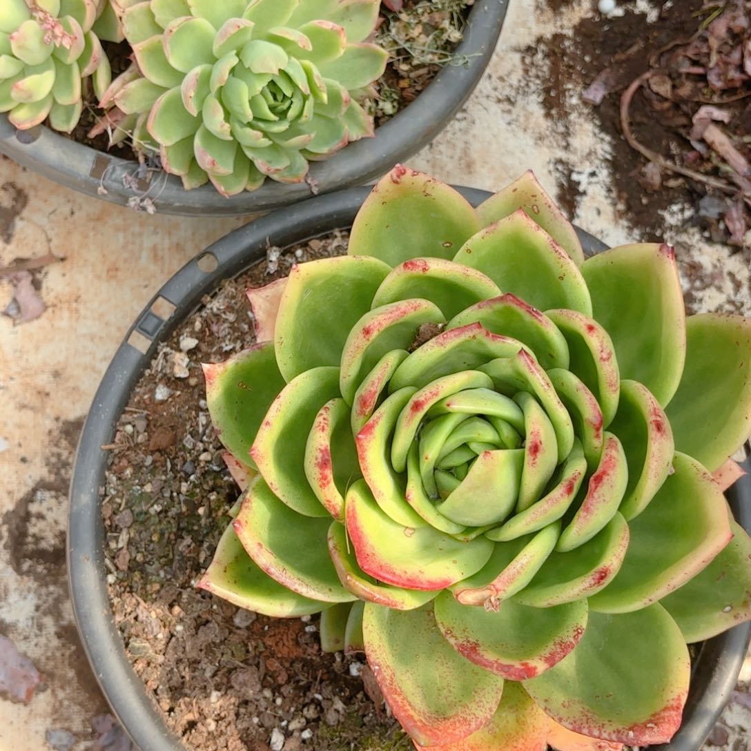 狮子王。 单头。 18。