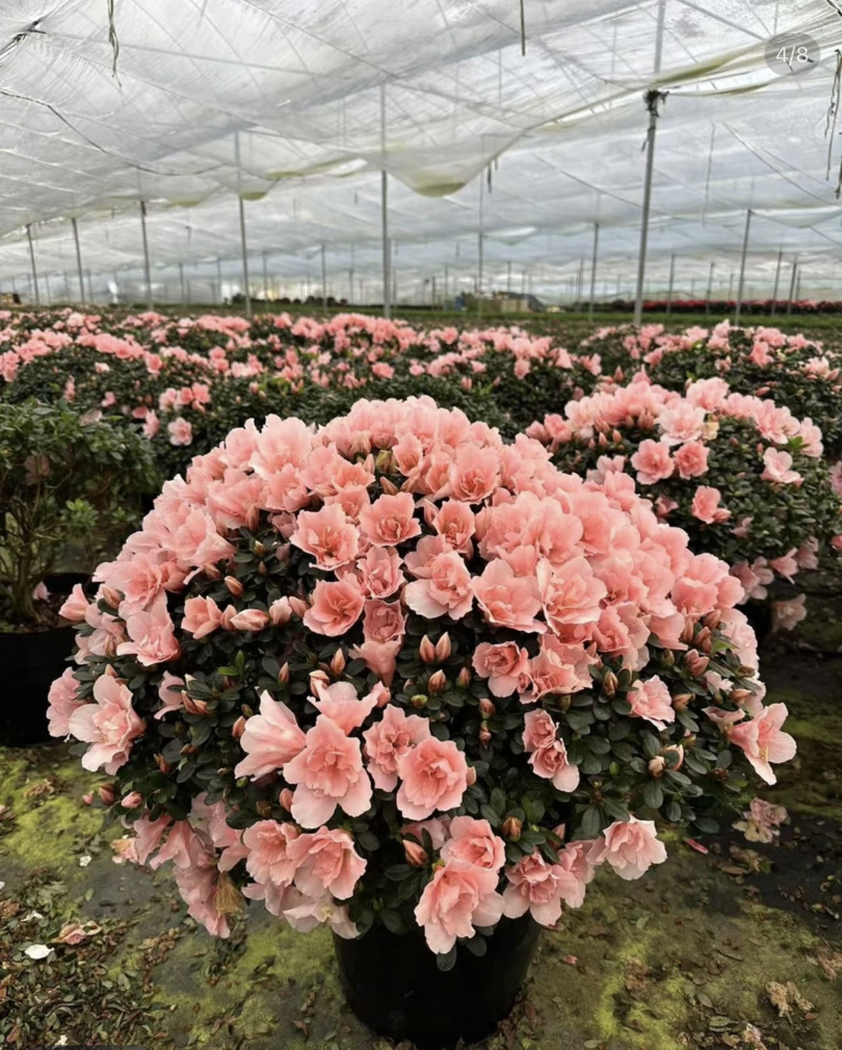 小桃红杜鹃花盆栽带花苞发货室内外好养护四季开花
