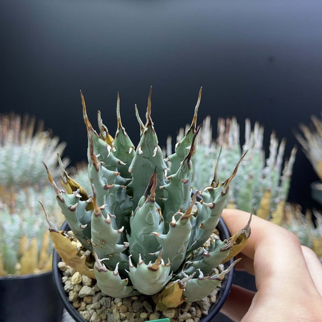 曲刺妖炎熟桩带盆