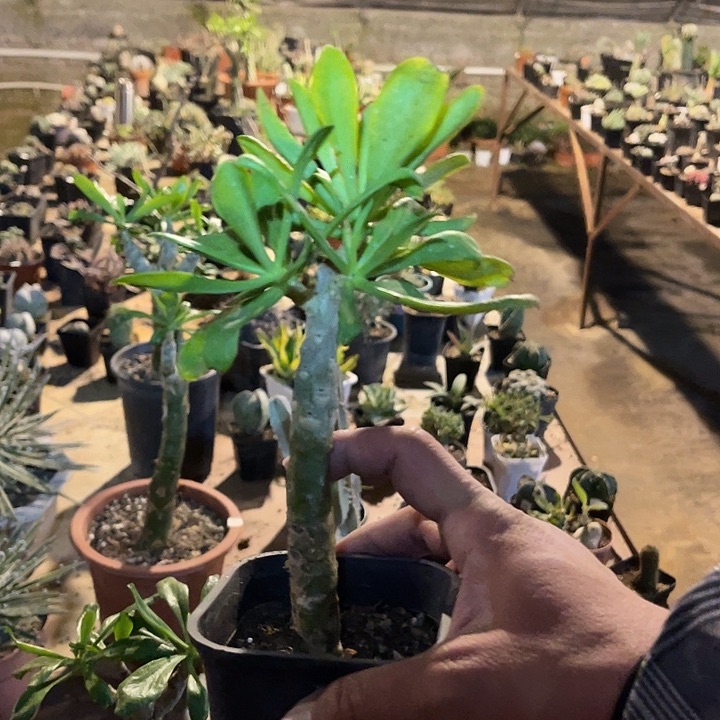 满38包邮2天凑单，脱土晾根发货多肉植物阿房宫