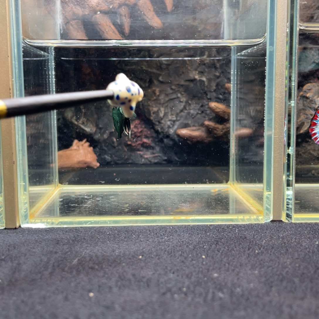 斗鱼十一月二十三日竞价