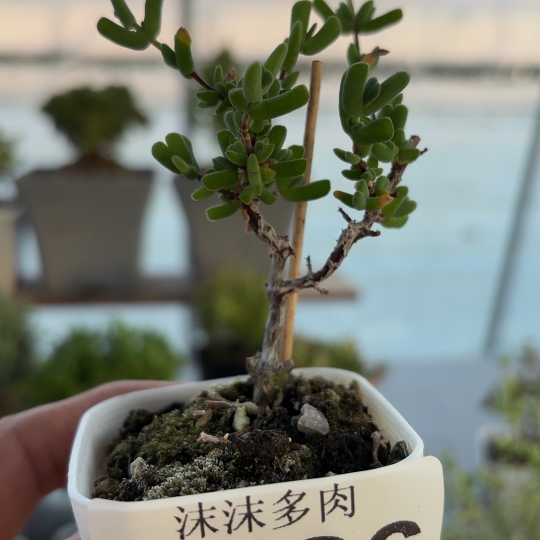 986虾钳枝干福利哦