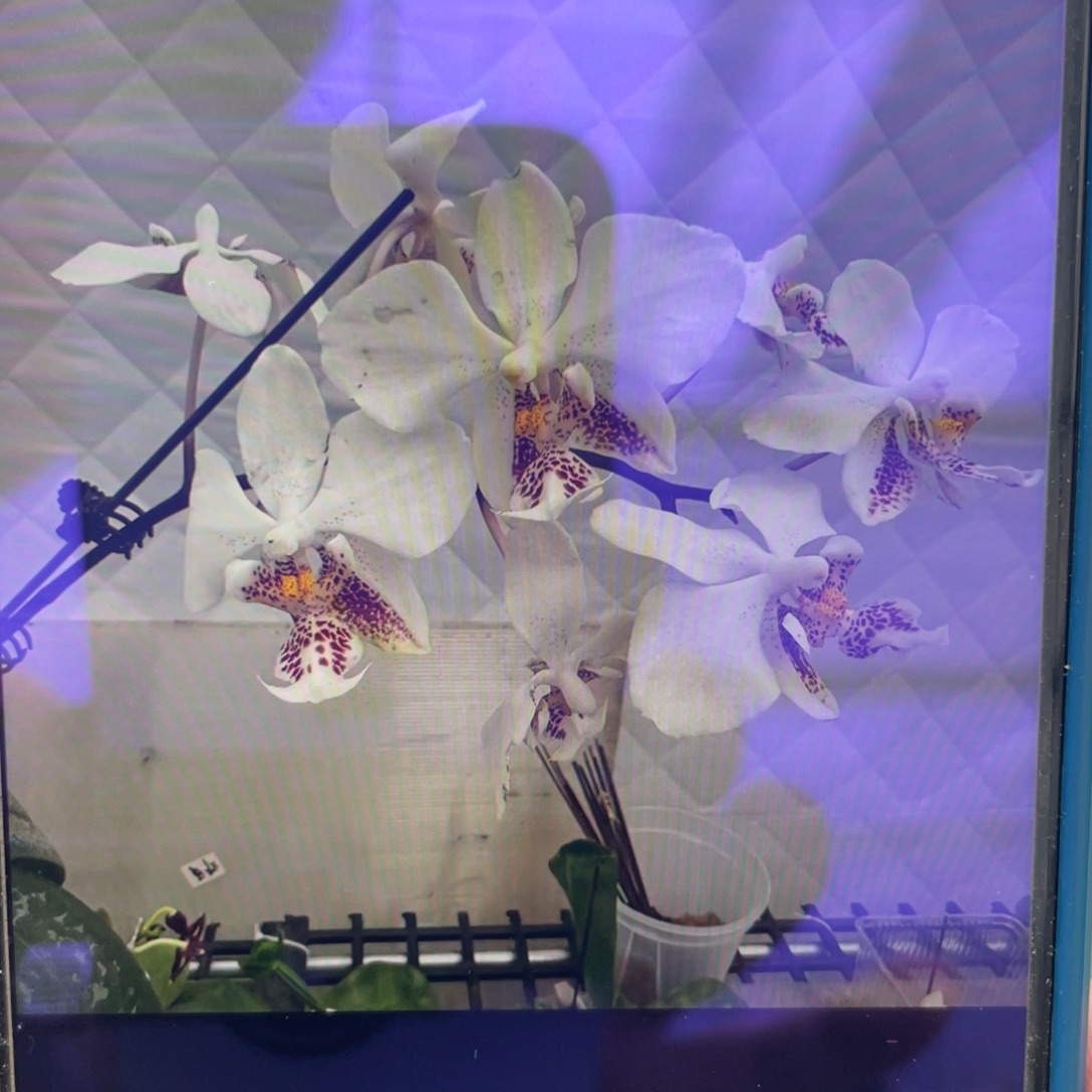 当前无花栽培后可以开花白史兄弟交，2.5杯苗1棵