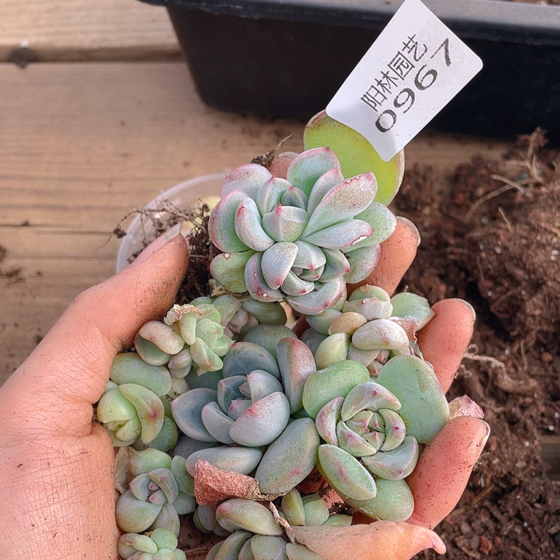 多肉植物多肉植物967