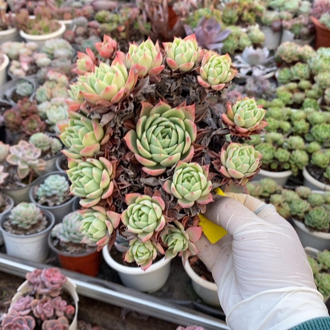 220三色堇一物一拍