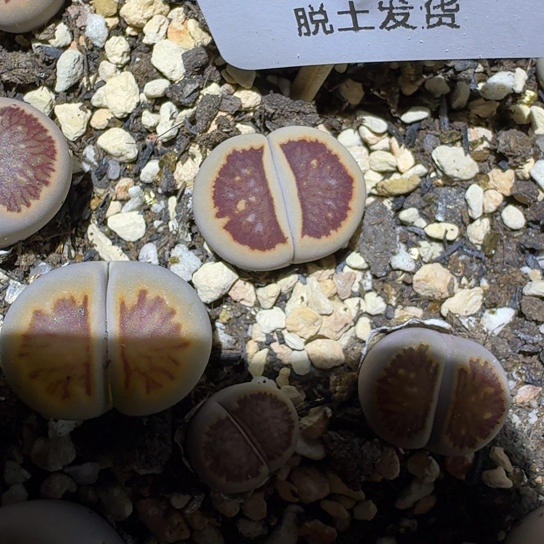 221多肉哈哈哈哈哈哈哈