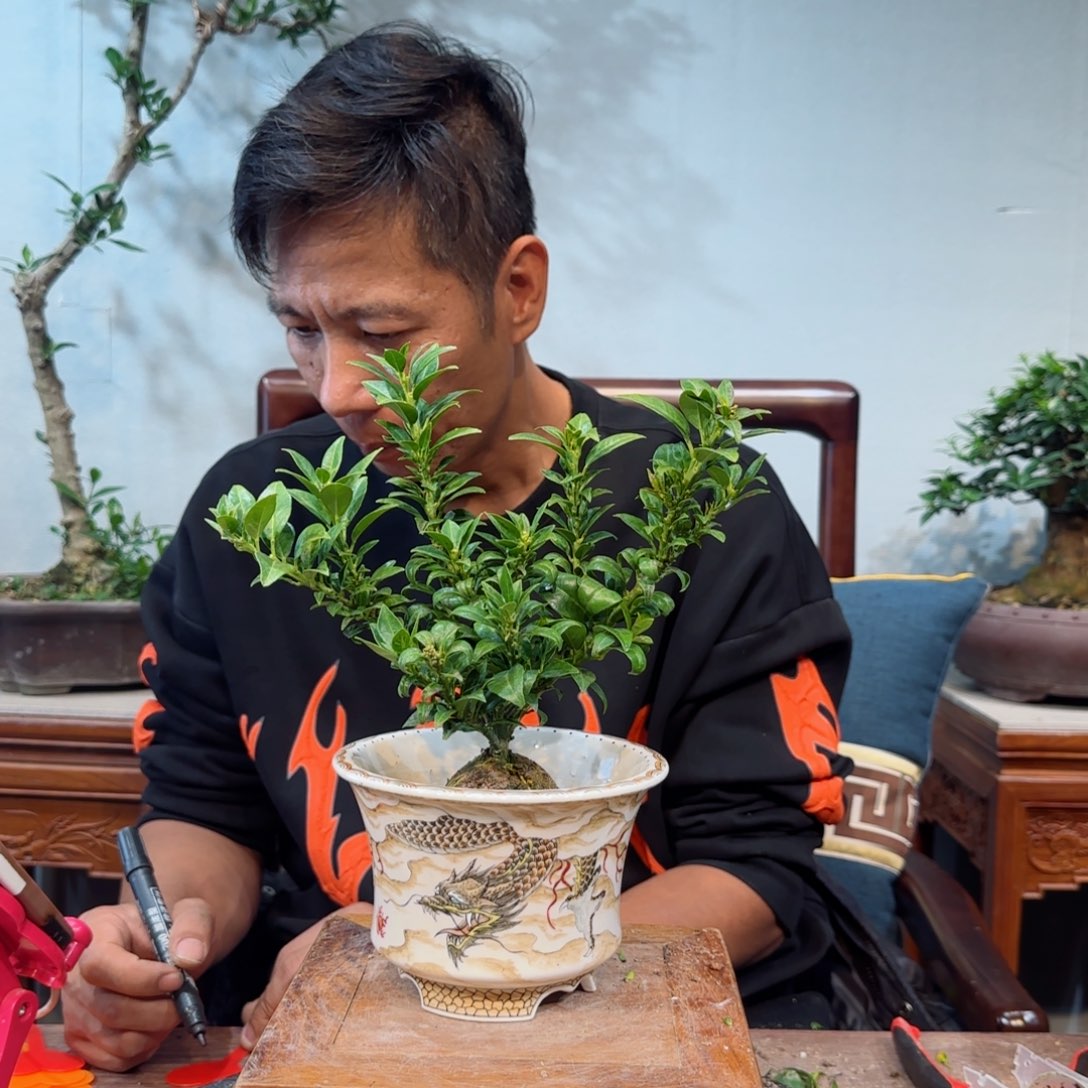 少量花朵（建议范围：2朵-5朵 或40%以下）会****春