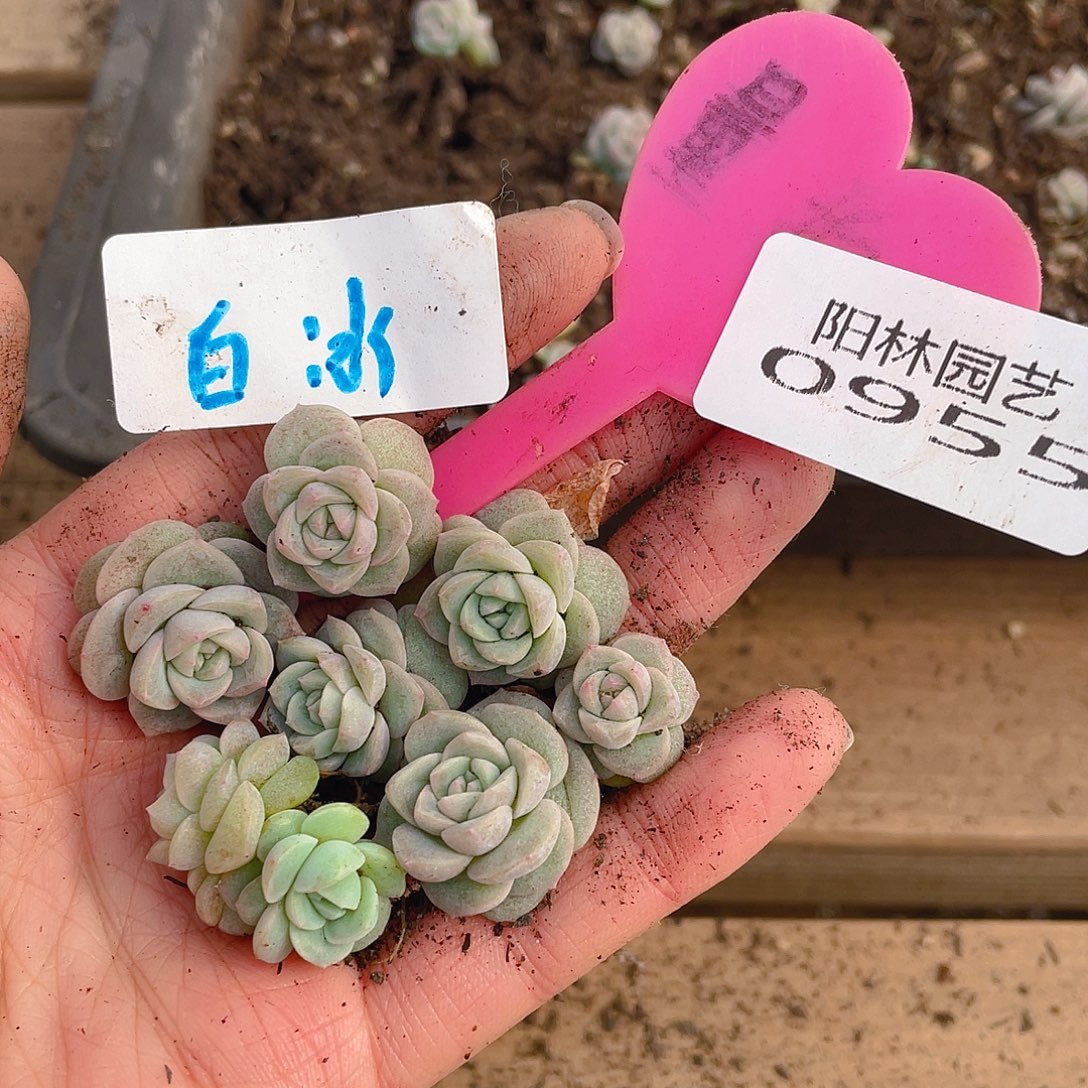 量拍多肉植物多肉植物955