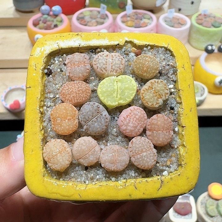 红陶蘑菇401饼干