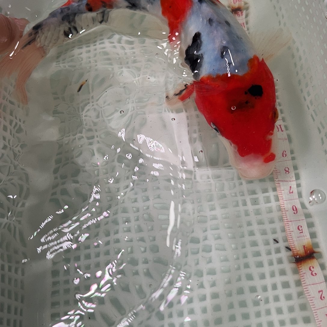 锦鲤冷水锦鲤包邮