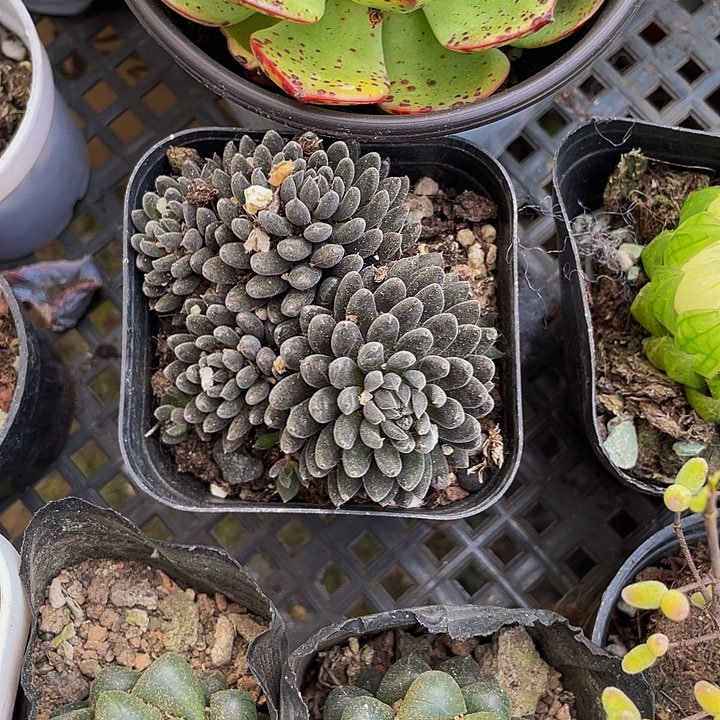 点石莲3.8带盆土发