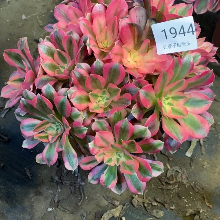 休***️粉女巫多肉断头不包1944