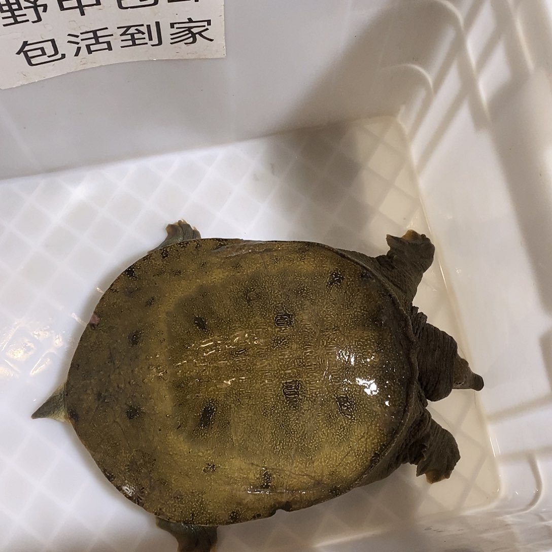 中国大陆用****4野生甲鱼包邮