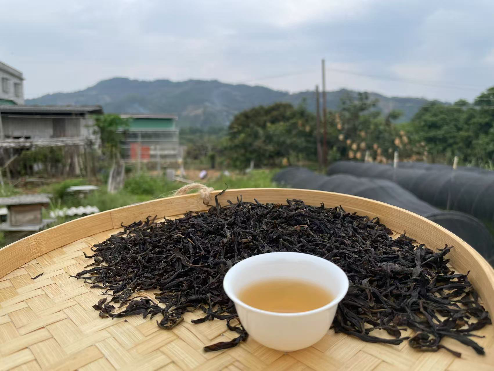 潮州凤凰单丛2025生态蜜兰香新鲜出炉入口纯厚花香浓郁香甜爽口