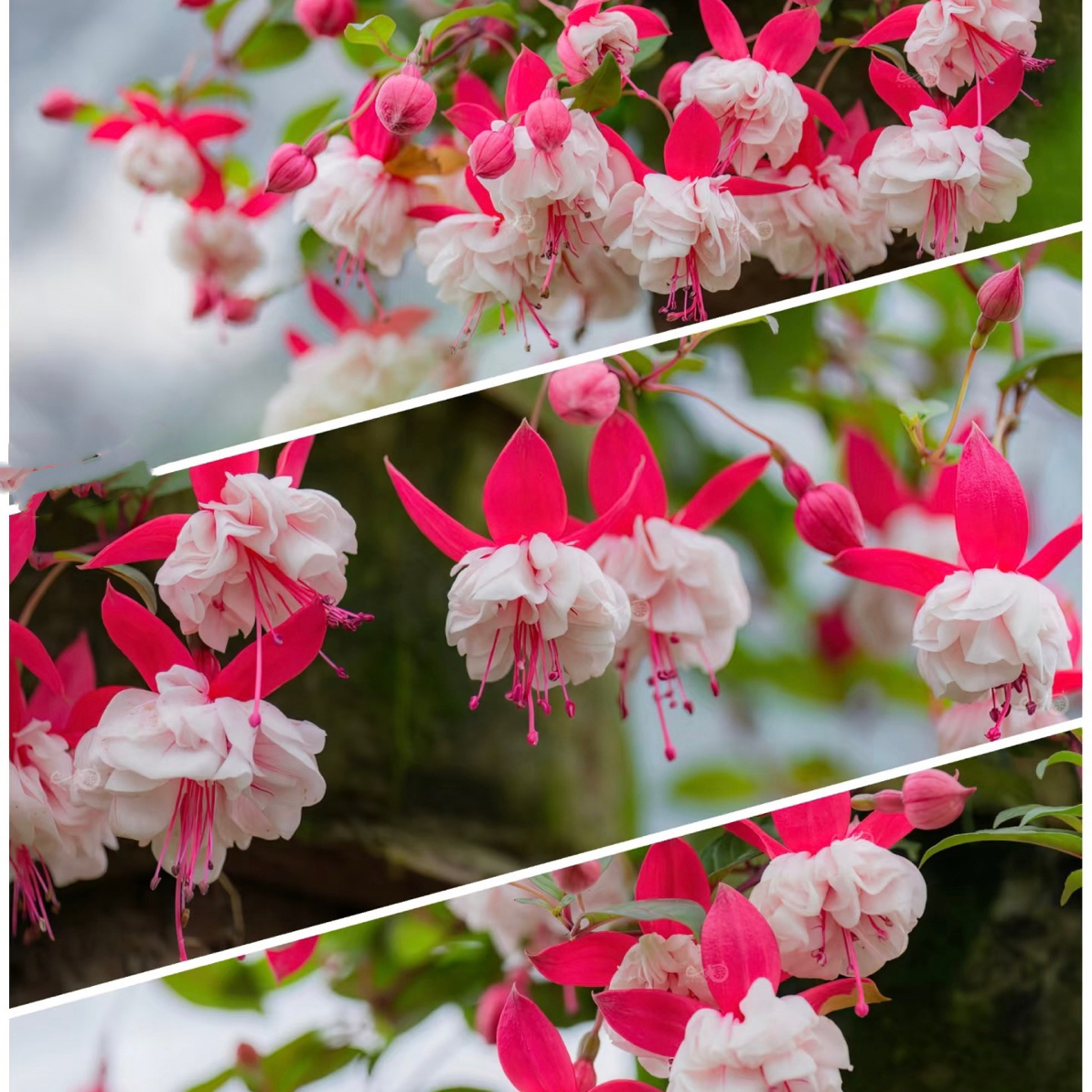 【贝尔公主】倒挂金钟灯笼 粉壳白花大花重瓣带花苞盆栽 庭院阳台