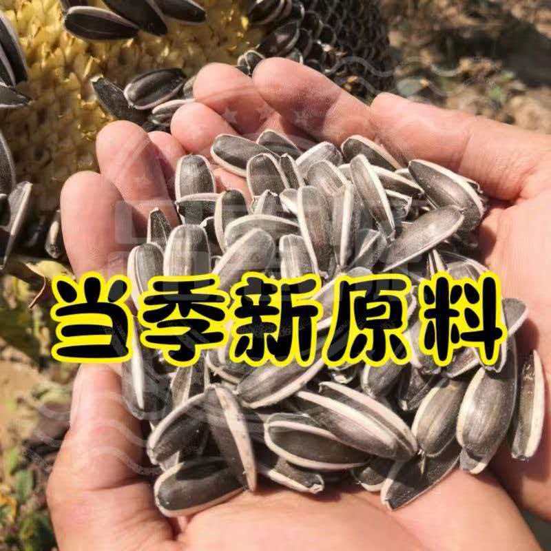 原地产内蒙古饱满大颗粒新货葵花子生瓜子休闲小零食
