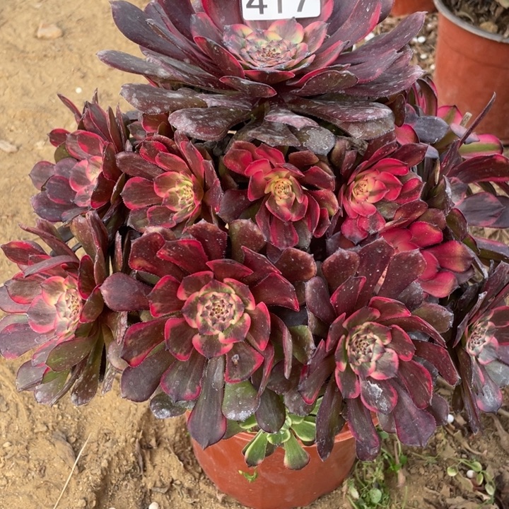 无花朵417烟花多肉植物