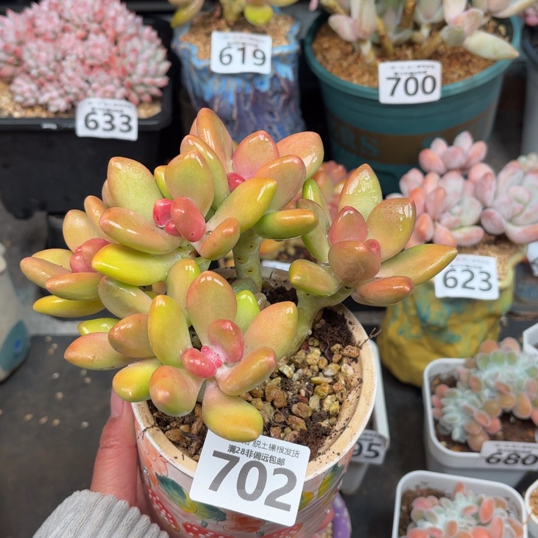 芒果KK奶无盆土发货