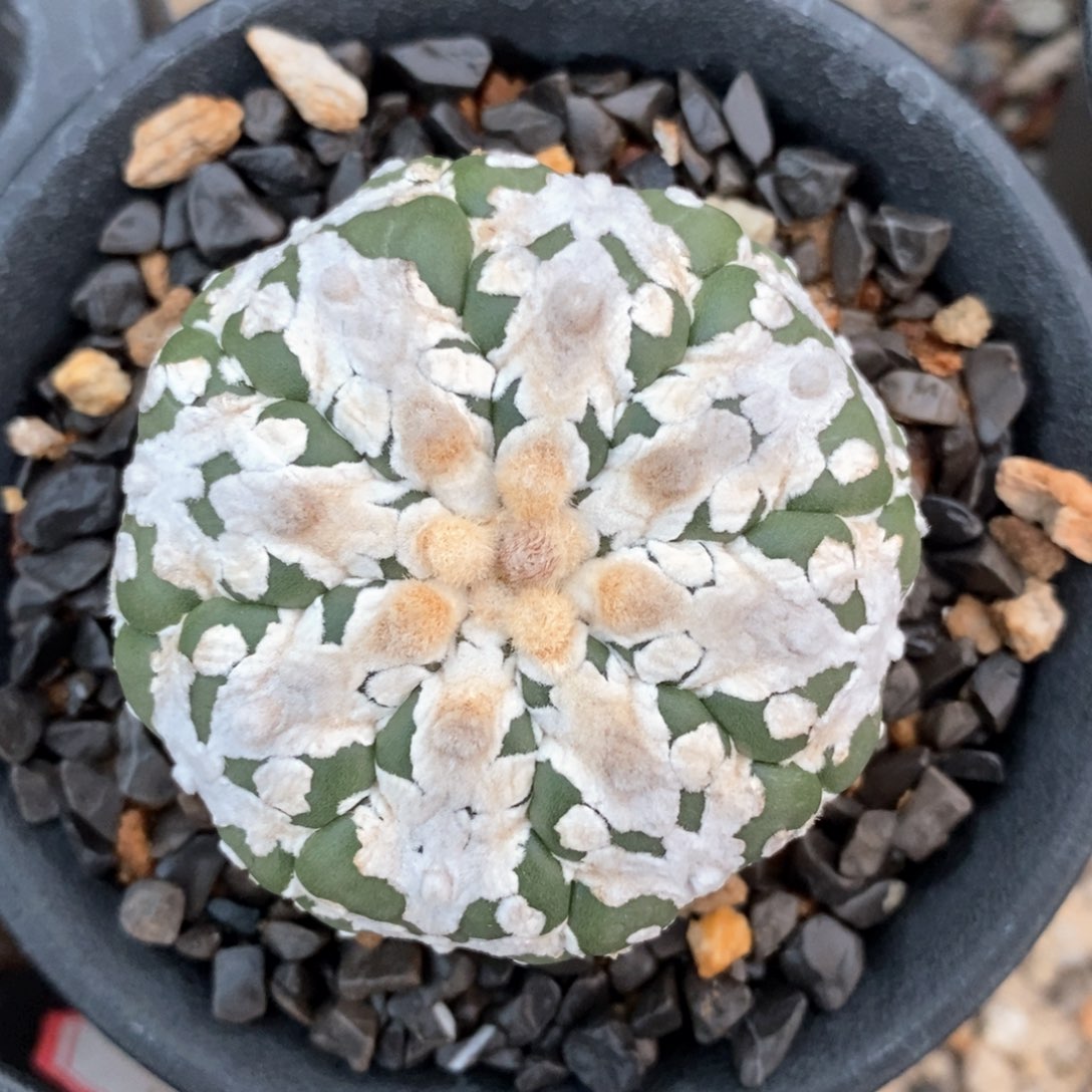 仙人球等多种特价380