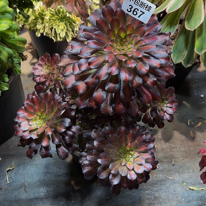 367多肉法师锦1111