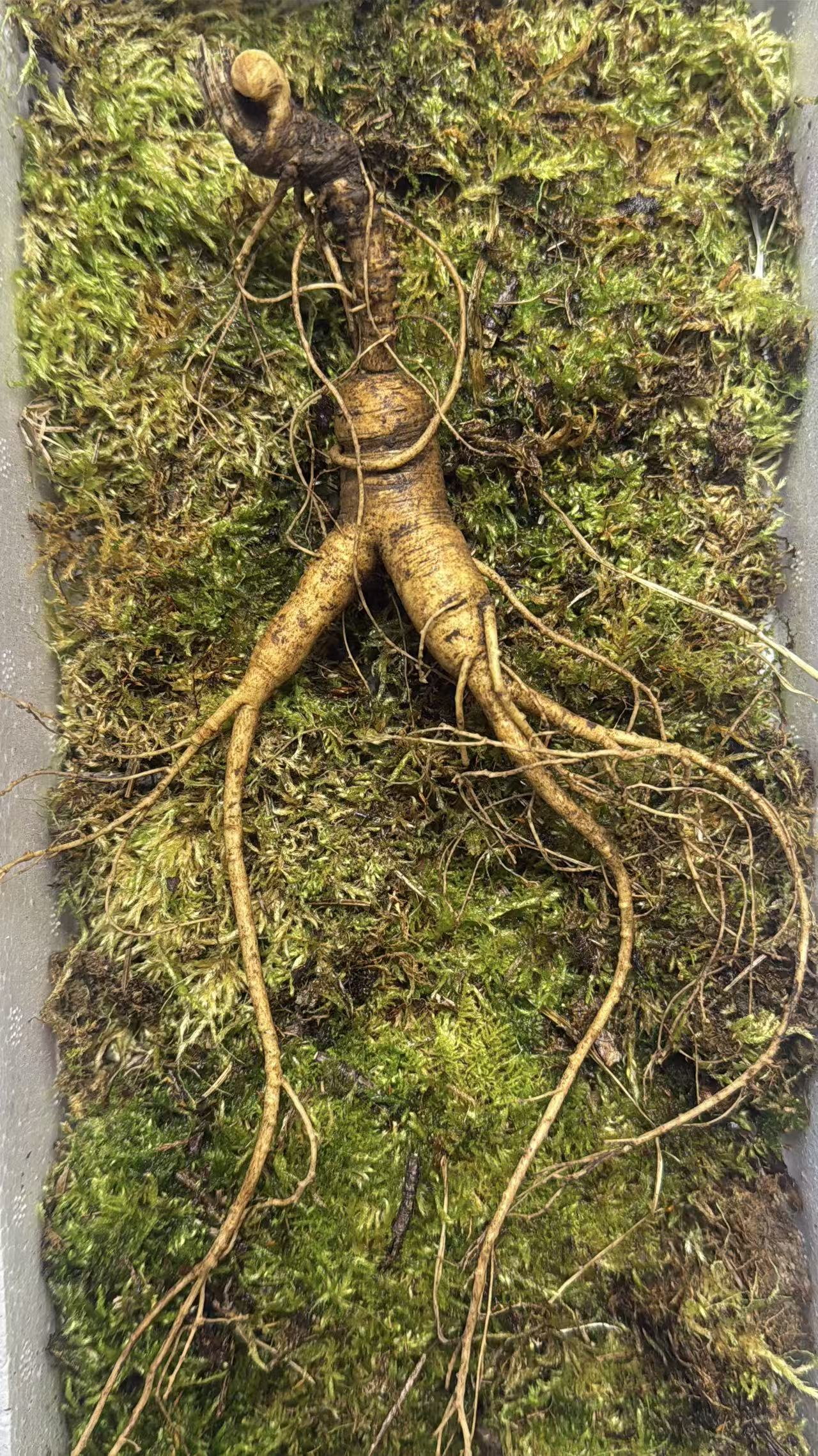 长白山新鲜林下参一物一拍以直播间为主