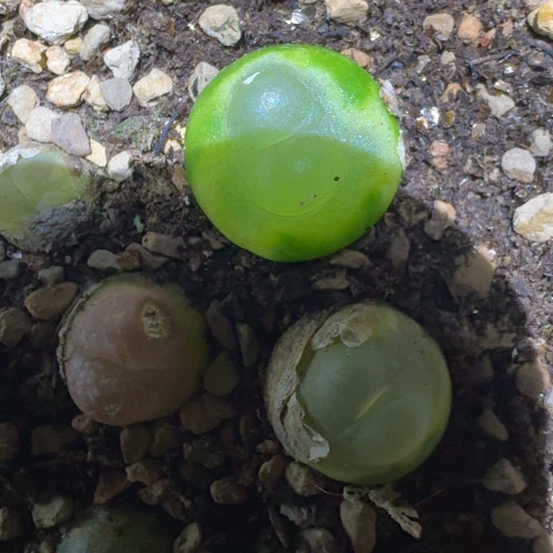 太***！太想进步652452566545658699