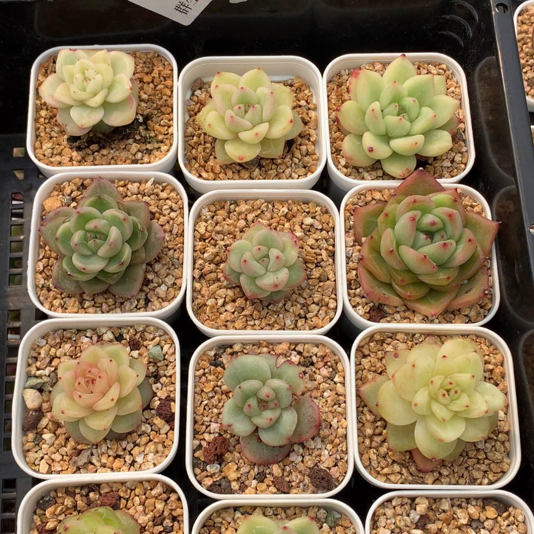 0307-43 珍妮优选