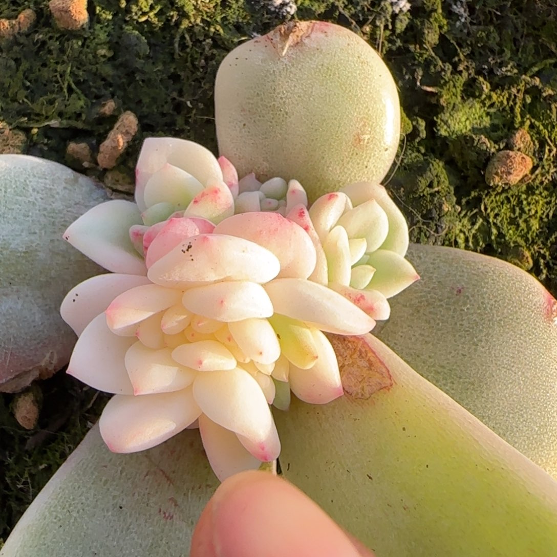 梦露锦底座    多肉 植物