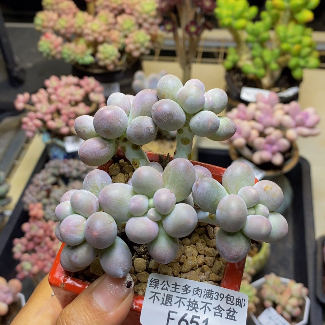 651香水手指奶多肉8c m