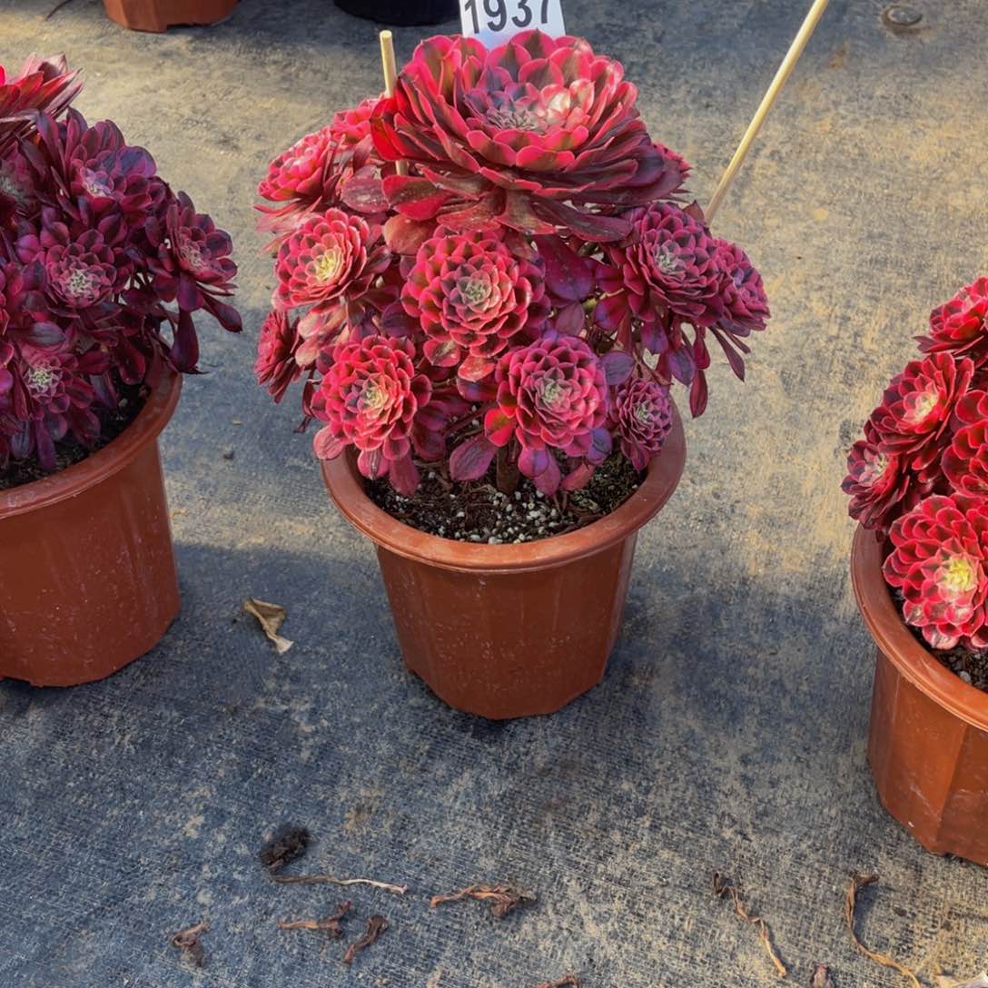 无花朵莫*儿共同白1937福利