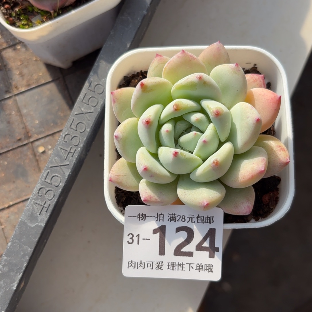 望舒无盆土发货无