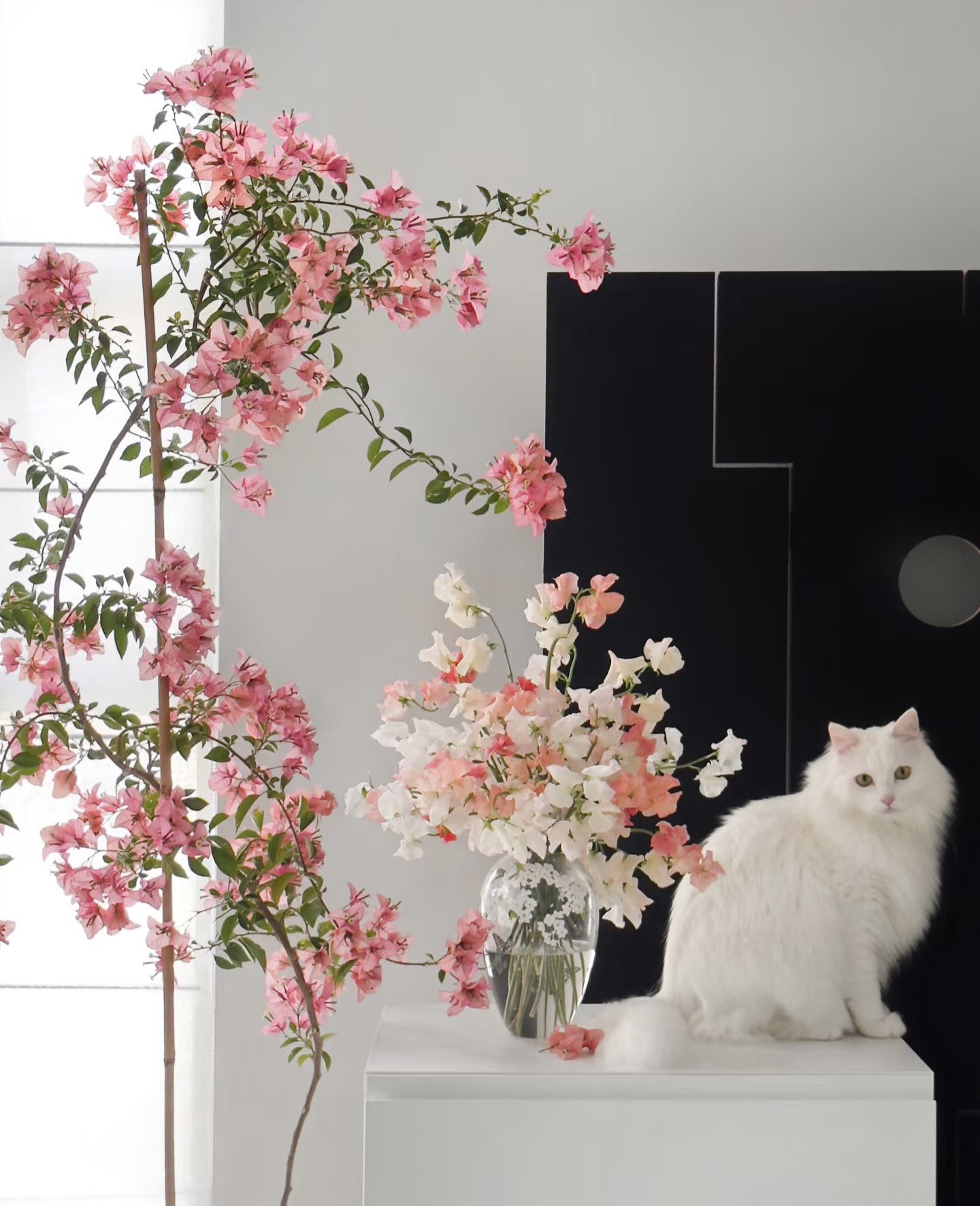 卡亚塔高飘老桩三角梅石楠花南天竹花卉盆栽室内庭院四季开花绿植