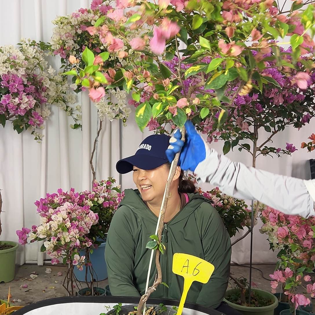 —***吖大部分花苞少量开放A6金心橙白