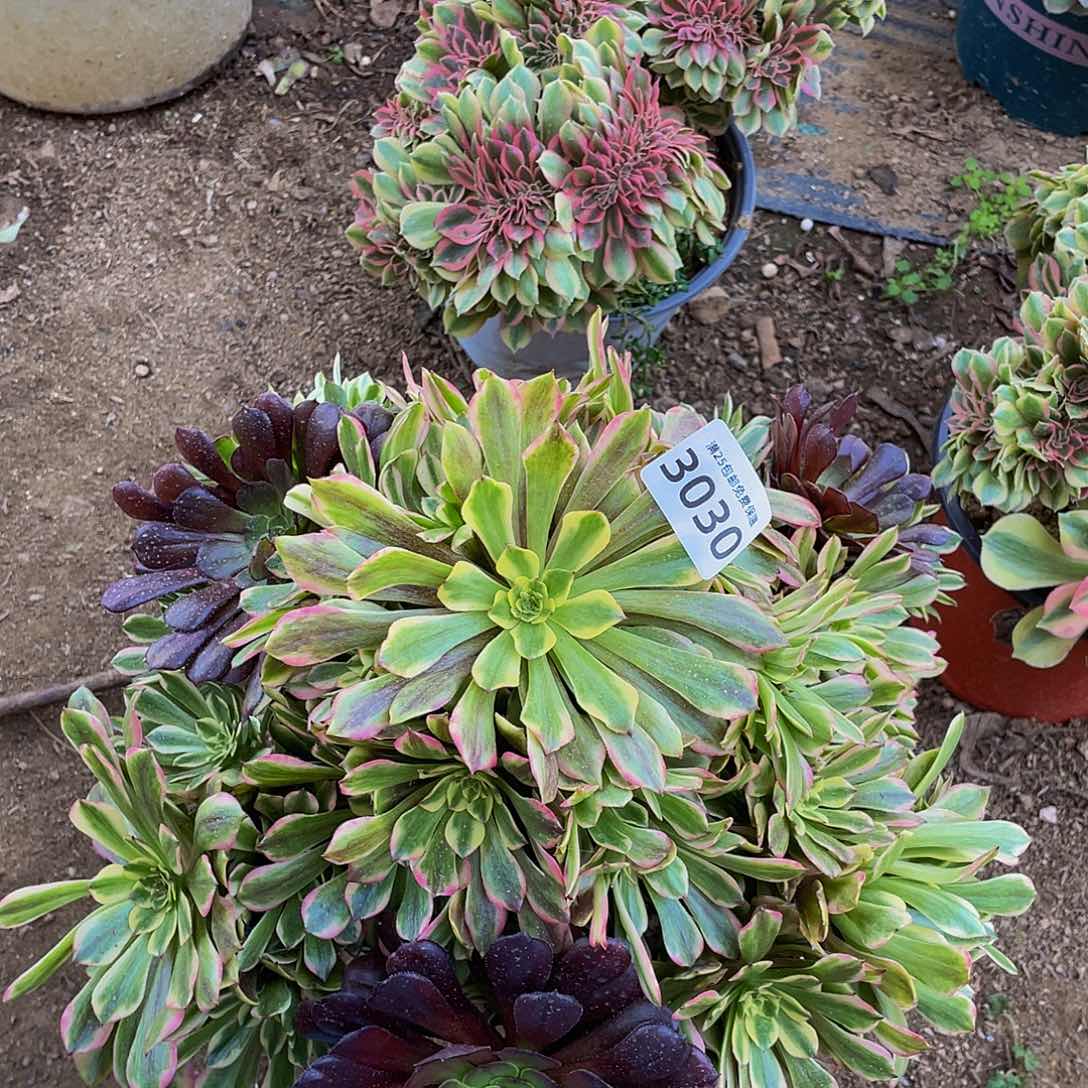 3030粉美姬多肉植物