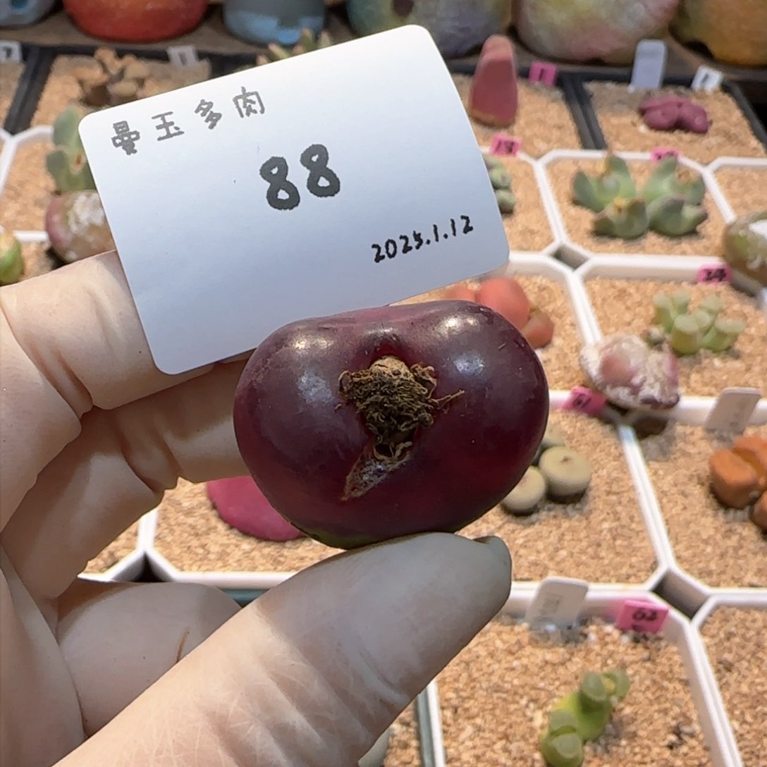 叼*多肉多肉多肉1.12-088