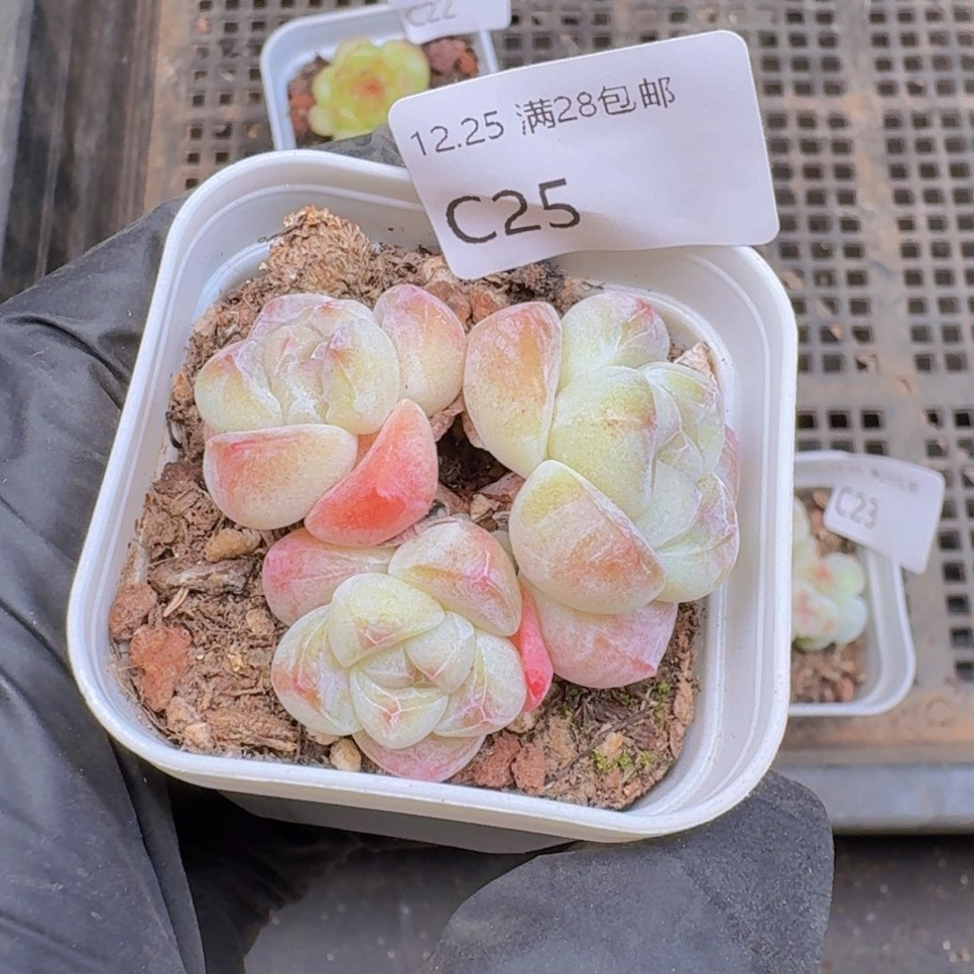 3头冰玉一颗带盆带土发货