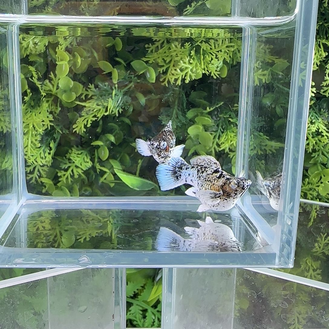 孔雀鱼钻石玛丽五彩牛一对