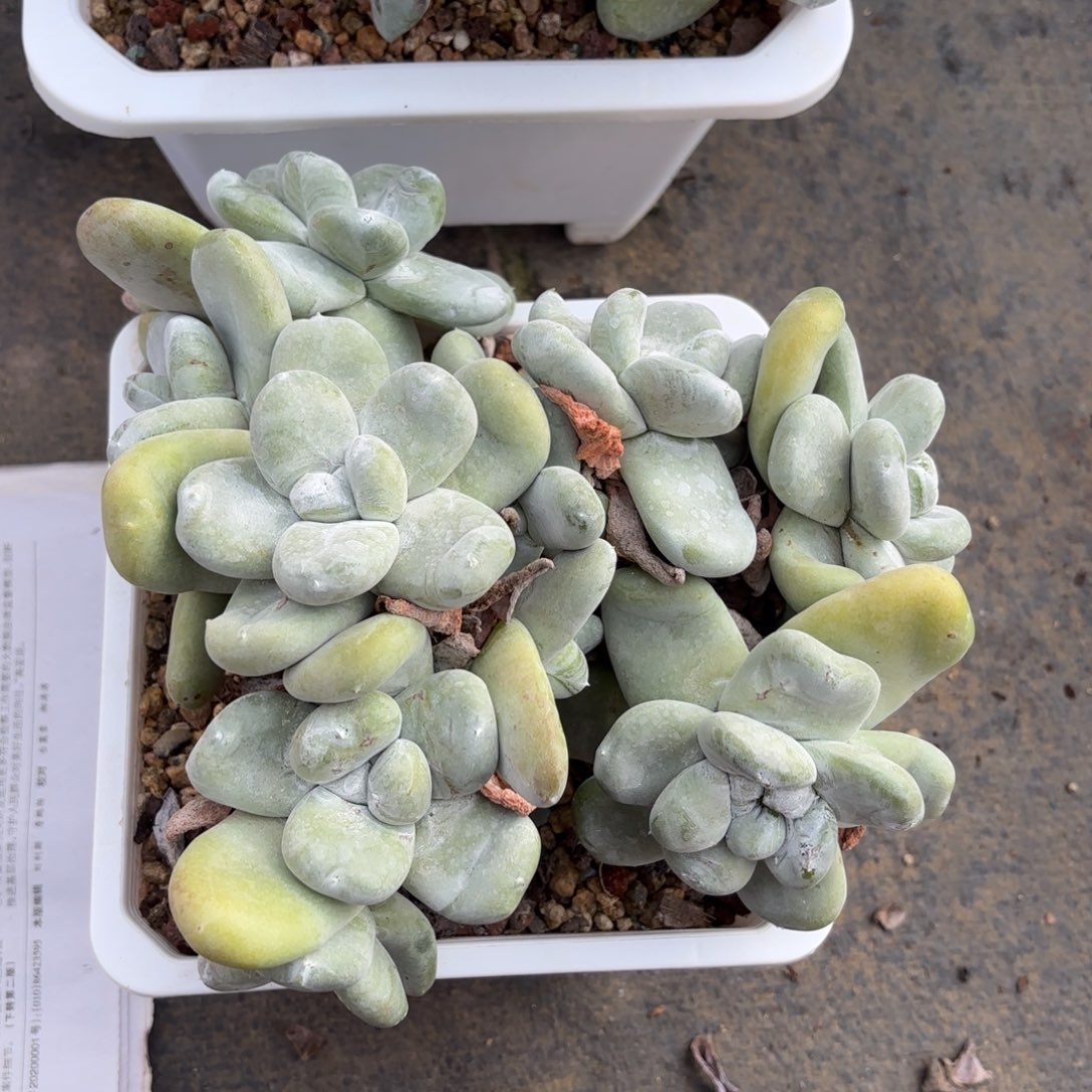 花***贝拇指，仙女杯多肉。