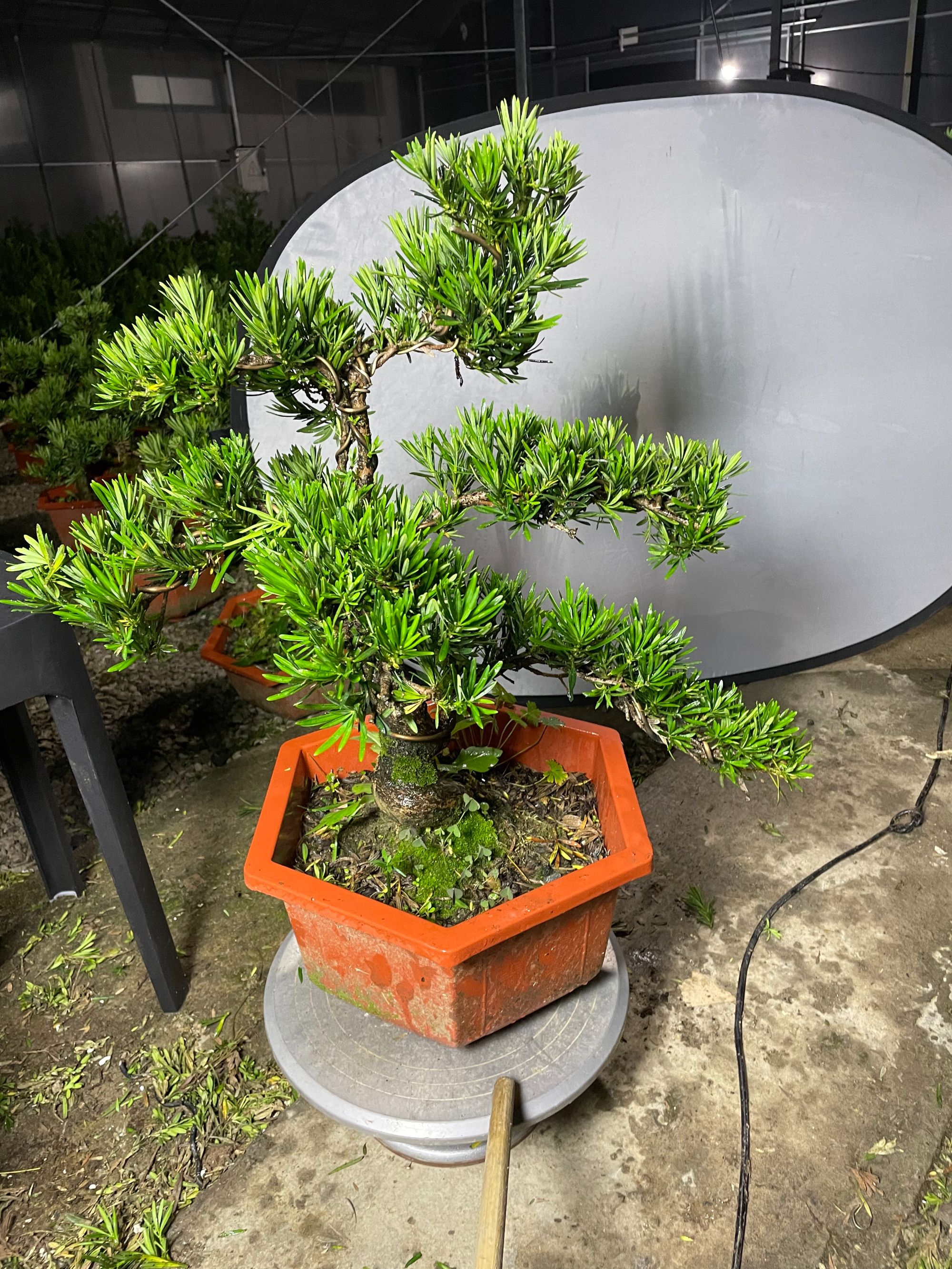 小叶雀舌罗汉松造型盆景