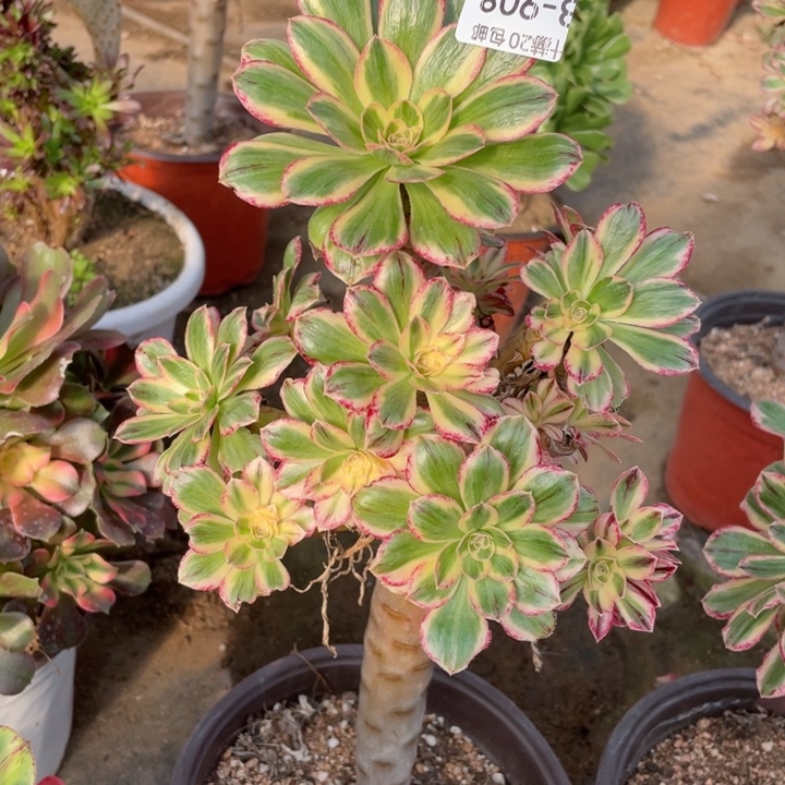 908微锦多肉123446789