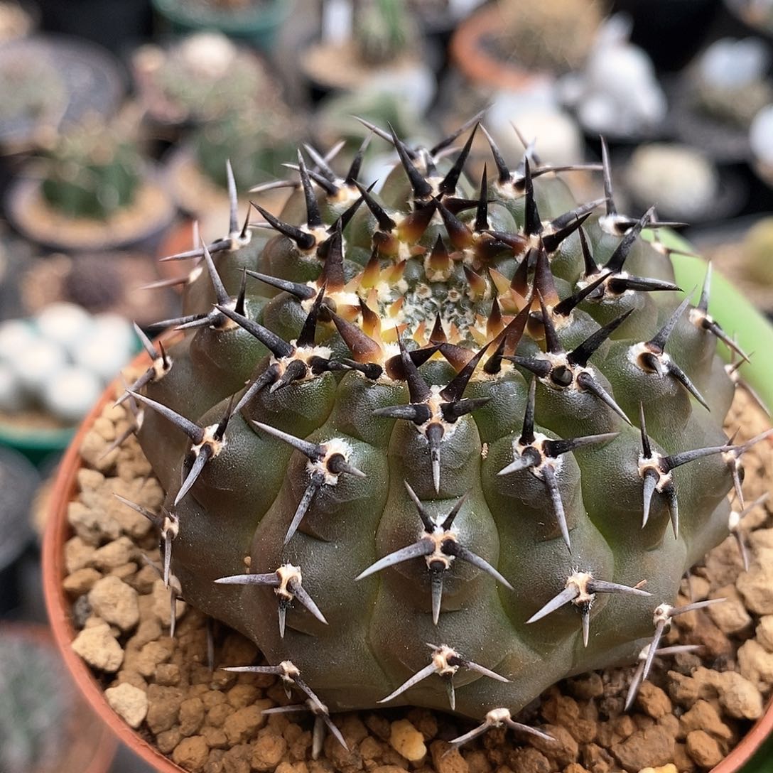 实生黑刺凤头仙人球