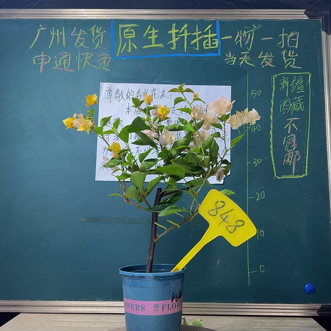 当前无花栽培后可以开花黄玫瑰  848