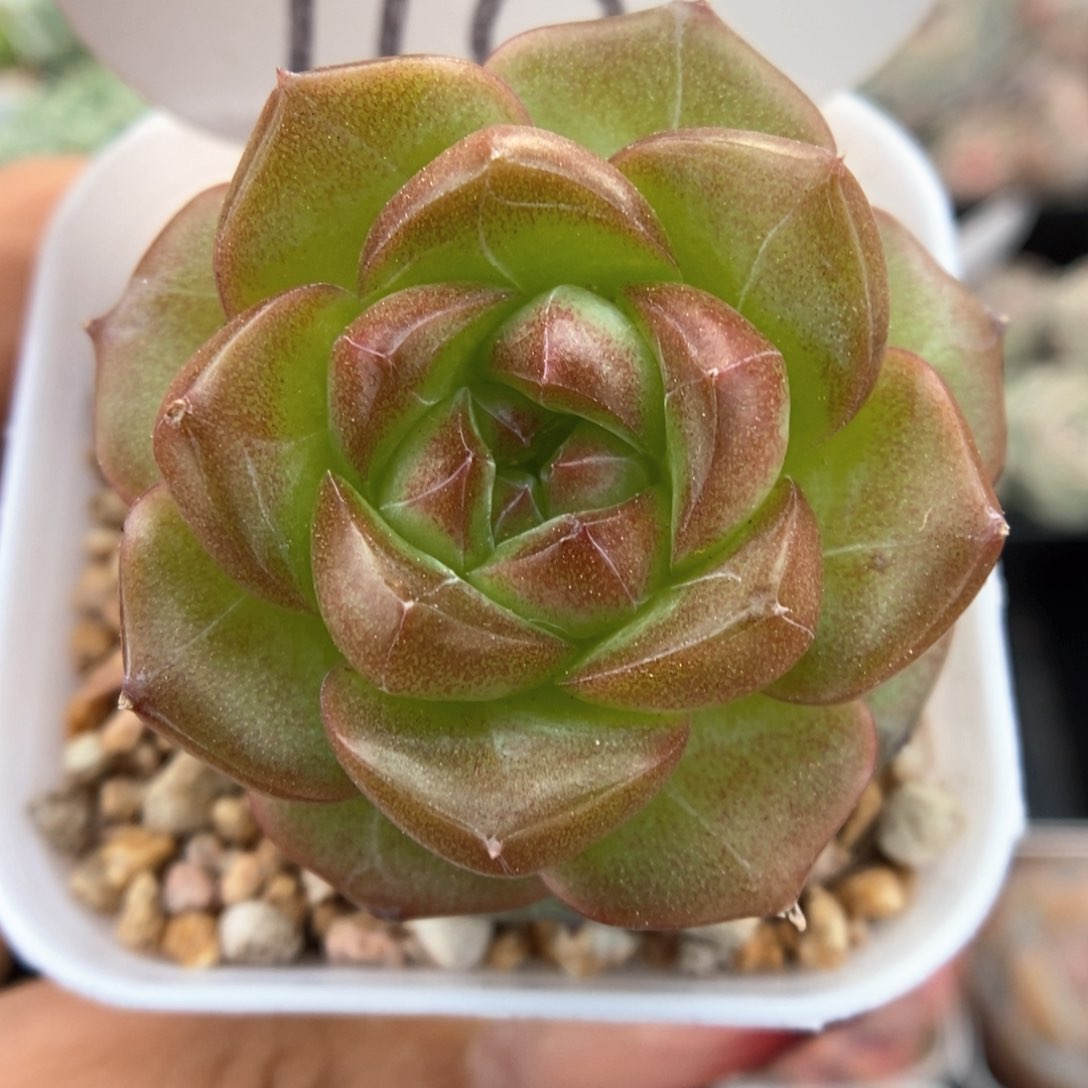 绿葡萄可拍718 号。