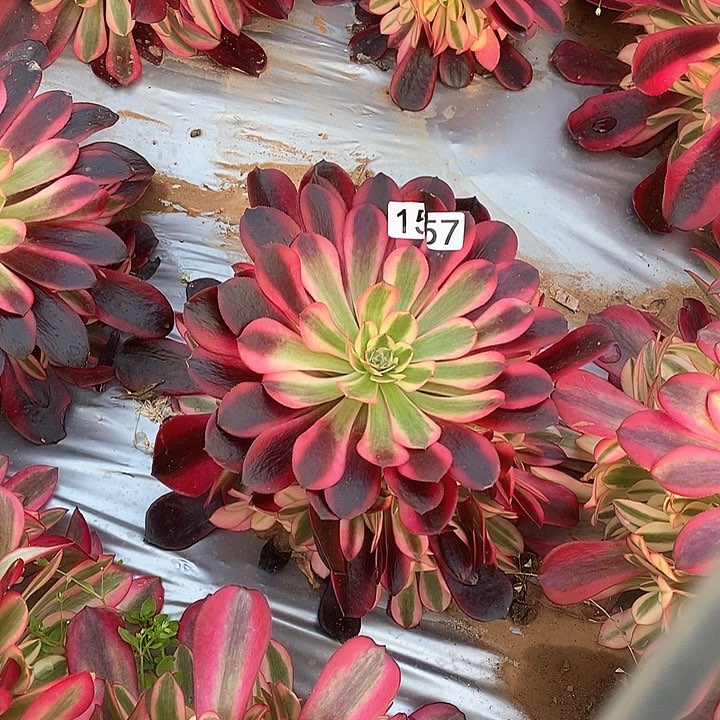 多肉植物法师157蛇毒美杜莎